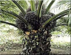 http://www.centralfloridafarms.com/palms1/africanoil-med.jpg